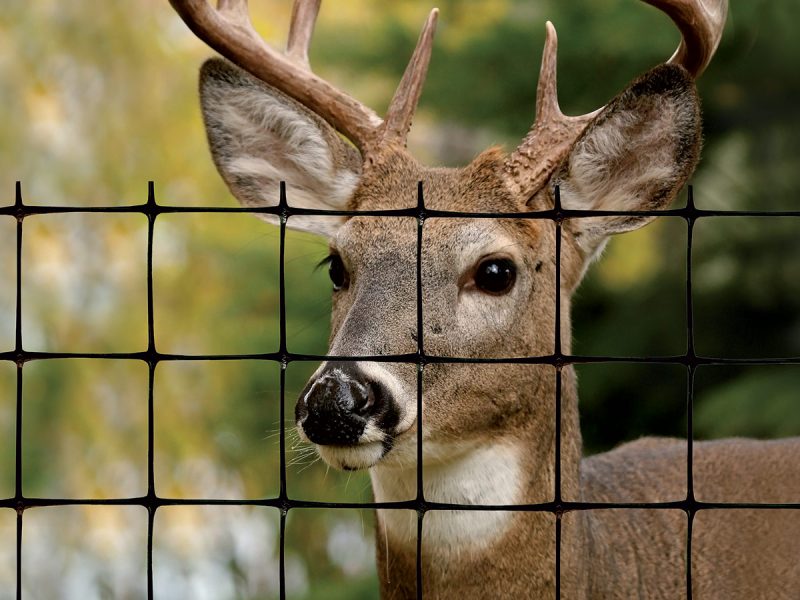 deer fence