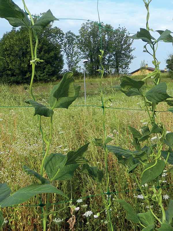 Hortonova Trellis Net