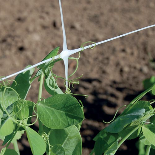 trellis net, a plastic mesh for climbing vegetables