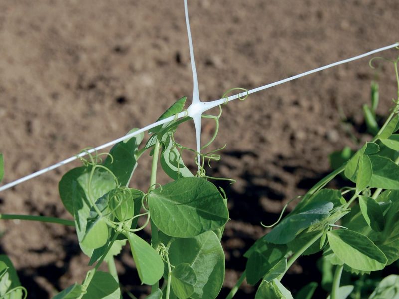 plastic mesh to support climbing flowers, plants and vegetables