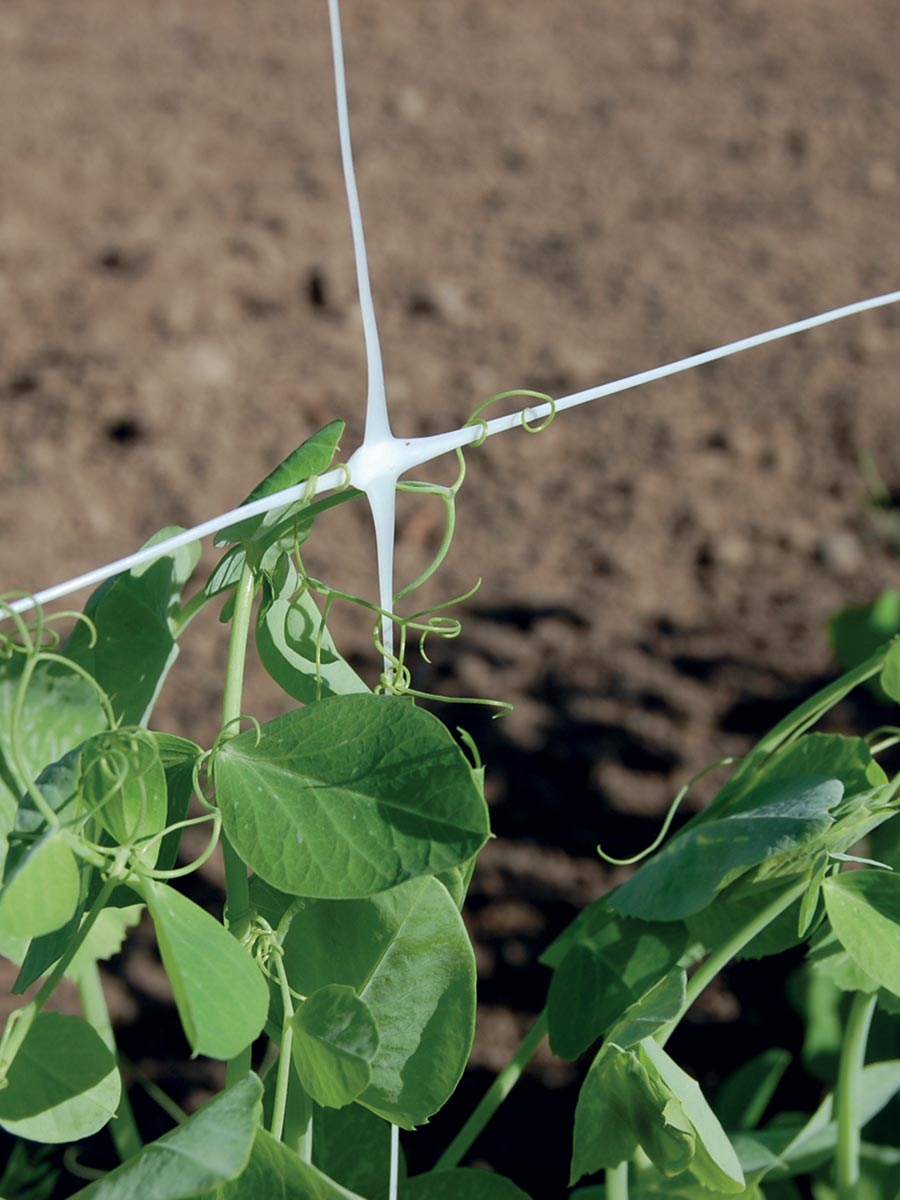 mesh for climbing plants such as peas, tomatoes, pumpkins, cucumbers, beans