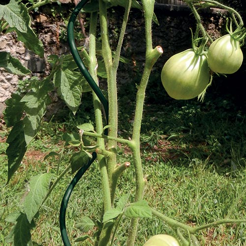 SPIRAL UP TOMATO STAKE