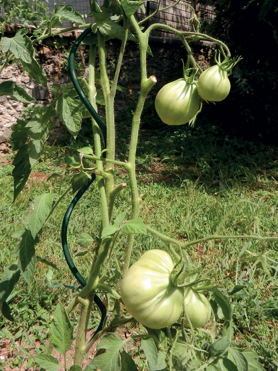 Tutore per pomodori TENAX SPIRAL UP