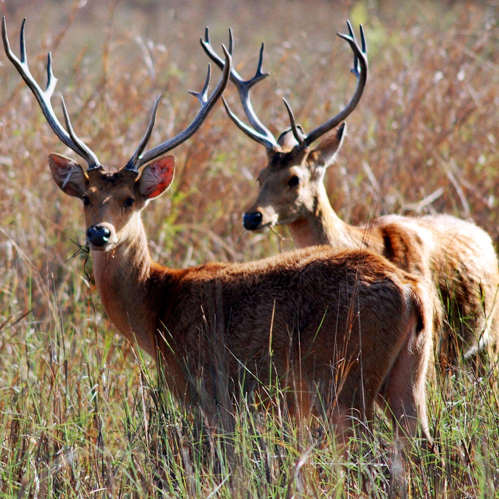 8-Quart Digital Air Fryer