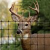 DEER FENCE SELECT