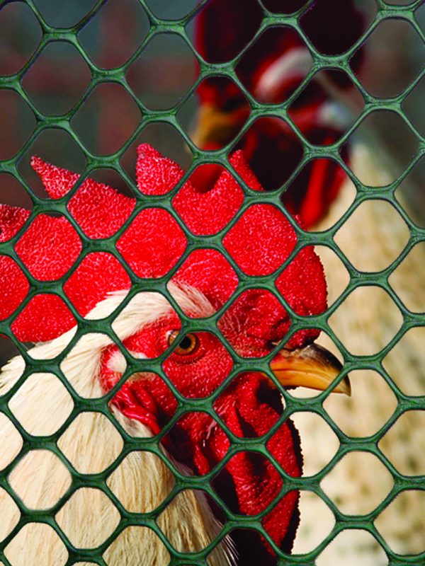 Poultry fence and caging