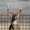 DEER FENCE PRO