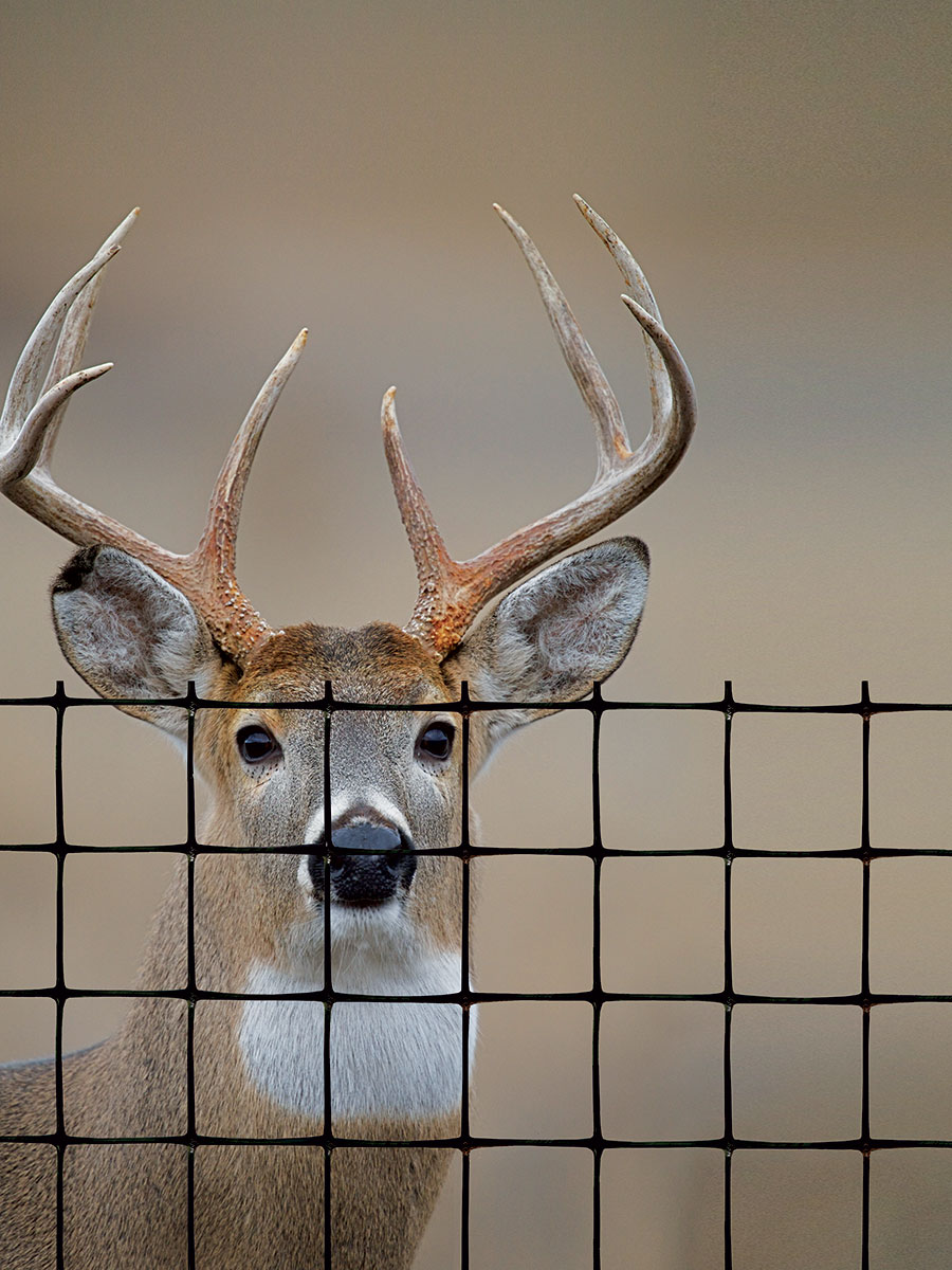 Tenax deer fence premium